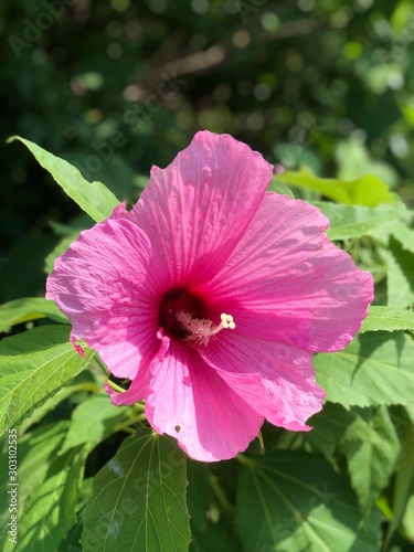 pink flower in garden