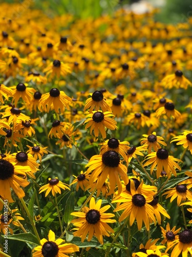 field of sunflowers