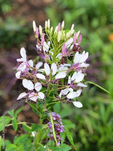 flowers in garden