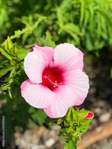 pink flower in the garden