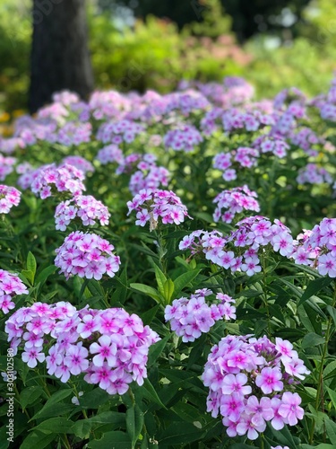 flowers in the garden