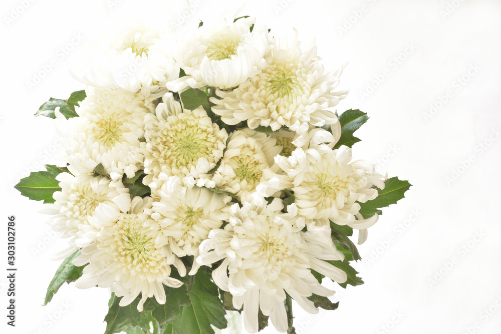 白い菊の花 Stock Photo Adobe Stock