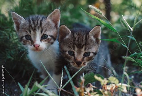  two little fluffy kittens