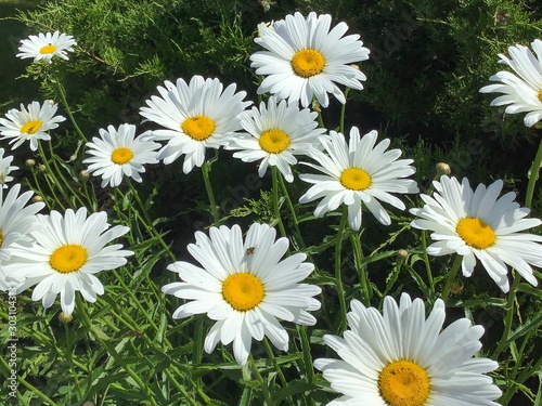 bright White Daisies