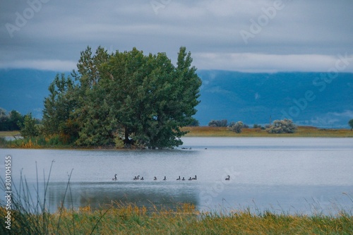 Geese in the Pond