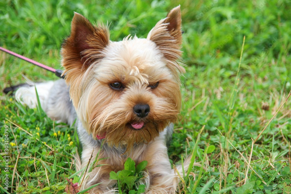 A cute purebred young Yorkshire Terrier  with beautiful hair cutting and emphatic expressive eyes  is walking on green grass lawn in city park.The Best Small Dog Breeds.