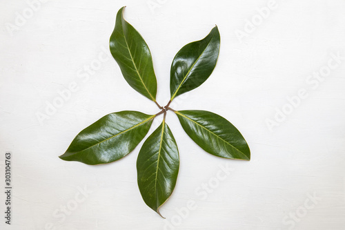 magnolia leaves laid on a white surface in a star shape