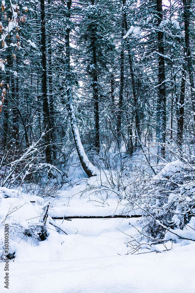 Fototapeta premium Snow Covered Creek