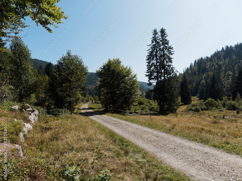 Obraz premium Landscape of Black Forest in Germany. Beautiful panorama in the valley of Menzenschwander Alb, along the hiking path Menzo's Wegle'