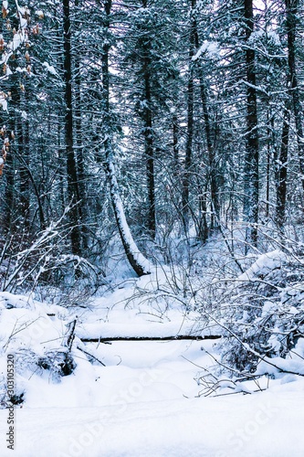 Snow Covered Creek