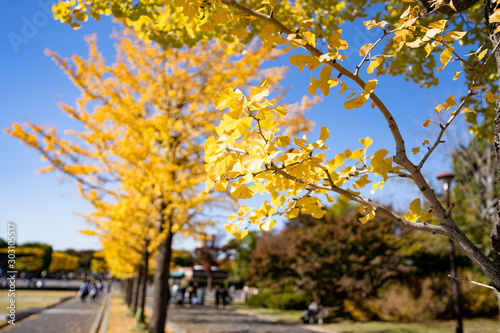 写真素材: イチョウ科 公孫樹 鴨脚樹の写真 © らっかす