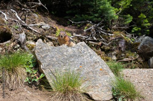 Golden-mantled Ground Squirrel, Callospermophilus lateralis photo