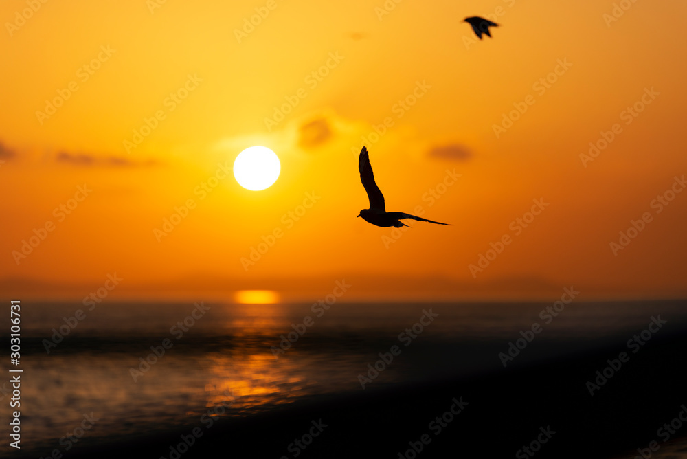 Fototapeta premium Sunset view with seagulls and sea.