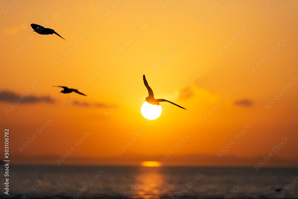 Sunset view with seagulls and sea. - obrazy, fototapety, plakaty 