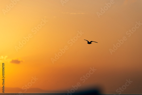 Sunset view with seagulls and sea.