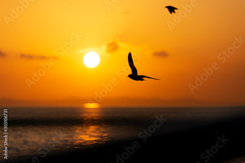 Sunset view with seagulls and sea.