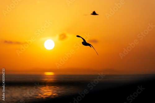 Sunset view with seagulls and sea.