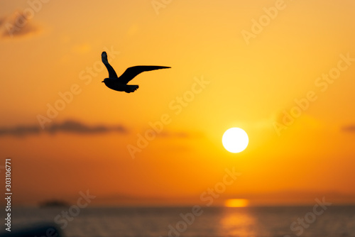 Sunset view with seagulls and sea.