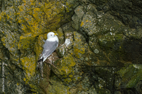 Foto Close-up view of seagull nesting on a cliff, Faroe Islands