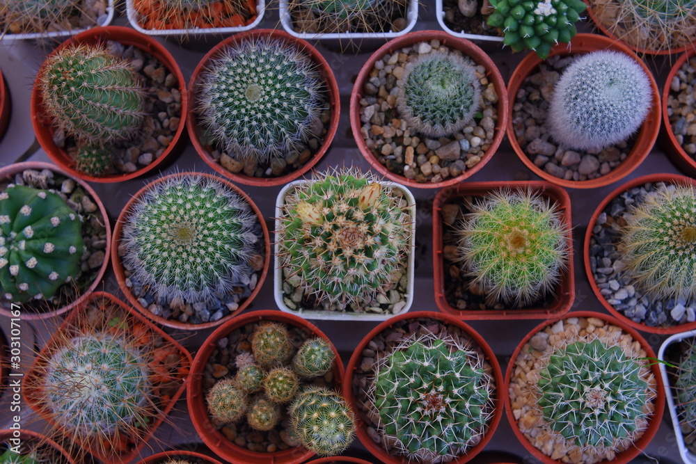 cactus in pots cactus in pots