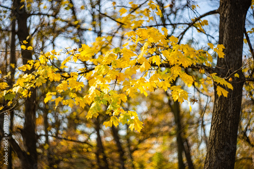 Autumnal nature concept with yellow acer leaves