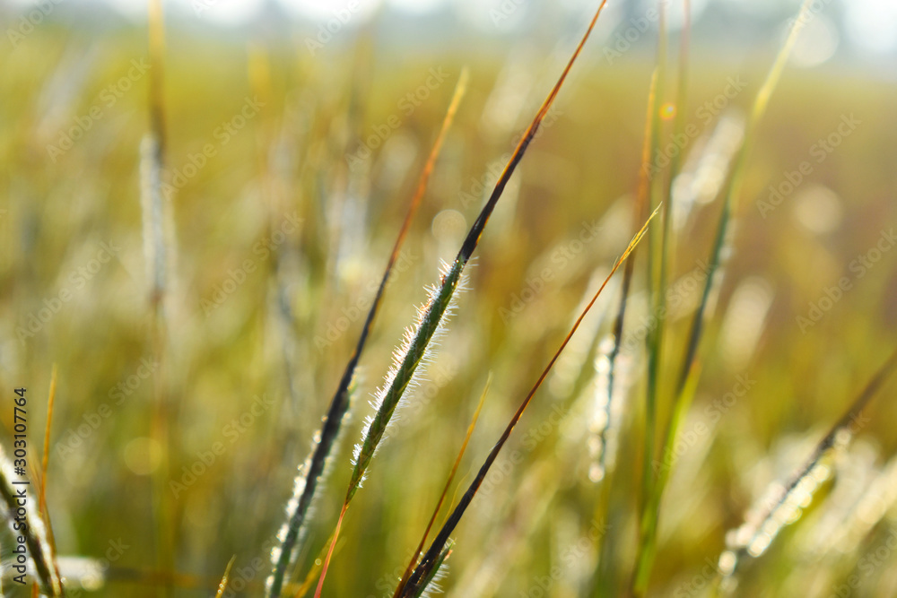 Fototapeta premium field of wheat