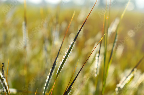 field of wheat