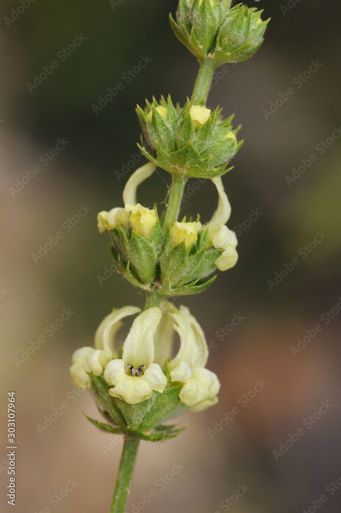 Sideritis incana ironwort mountain tea and shepherds tea plant of pleasant smell and yellow flowers with medicinal properties Sideritis incana ironwort mountain tea and shepherds tea plant of pleasant smell and yellow flowers with medicinal properties