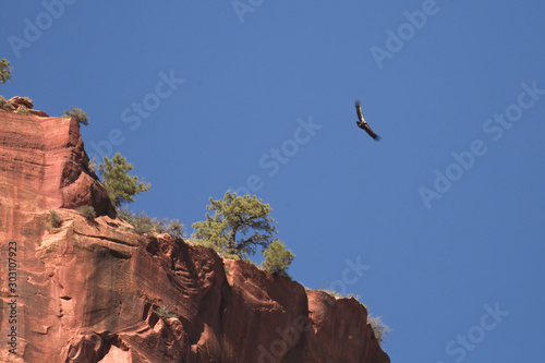 A California Condor flies with wings spread wide above the red sandstone cliffs of Zion National park Utah.