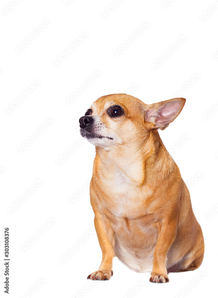 chihuahua dog looking sideways on an isolated white background