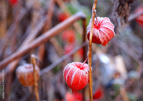 Ripe Physalis in hoarfrost on stem  in late autumn photo