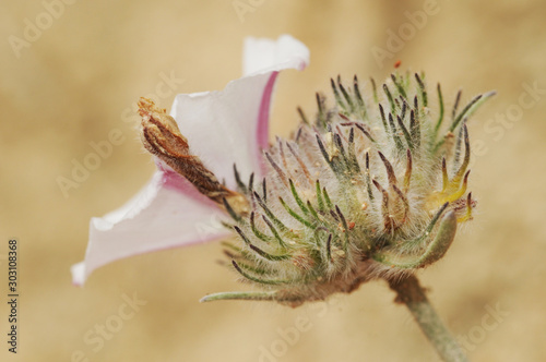 Convolvulus lanuginosus bindweed morning glory lovely white bell-shaped flower with hairy stems photo