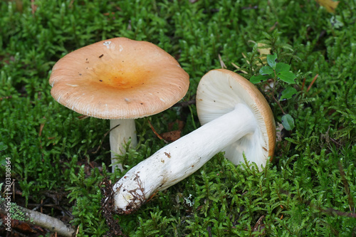 Russula decolorans, known as copper brittlegill, wild edible mushroom from Finland