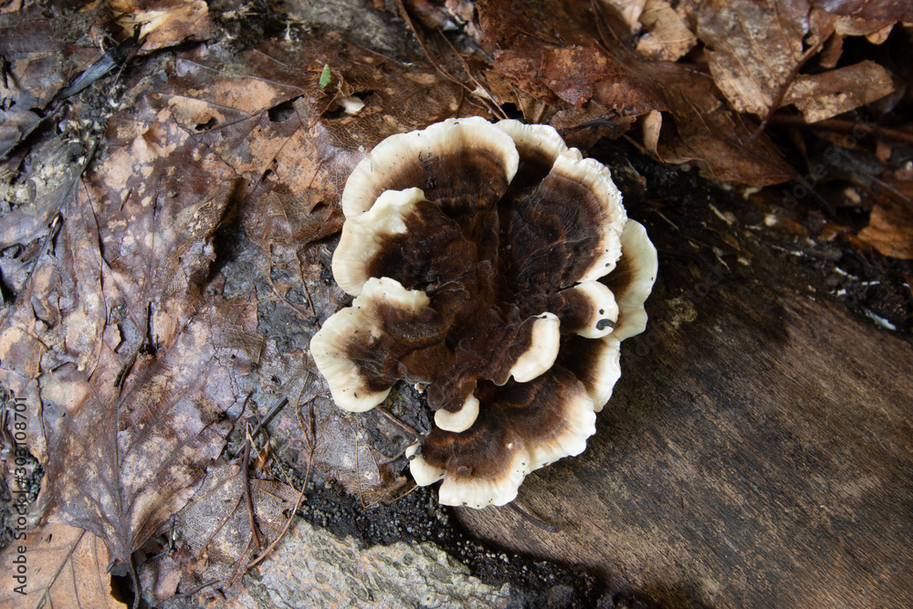 Fungus / mushroom