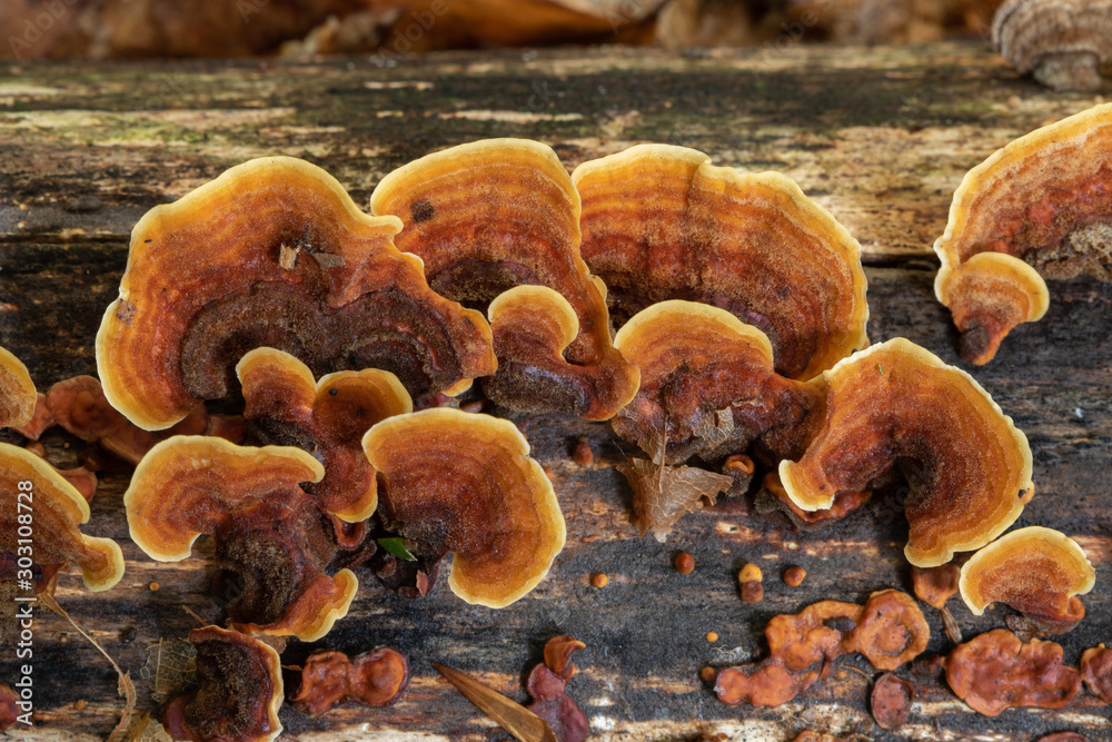 Fungus, mushrooms