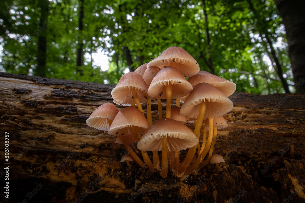Cluster of mushrooms