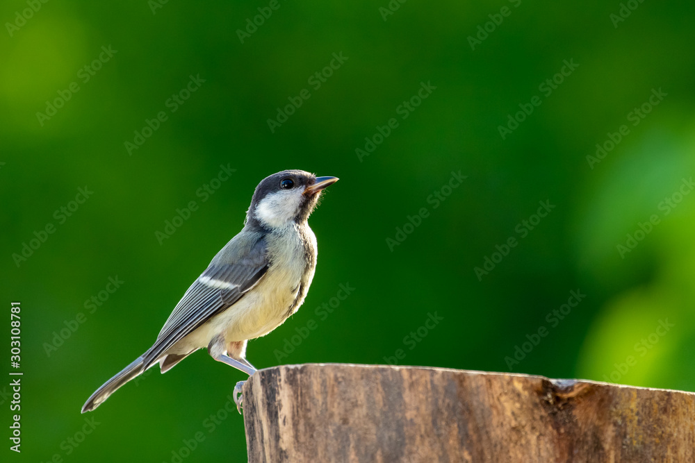 Great tit
