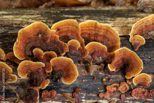 Obraz na płótnie Fungus, mushrooms w salonie