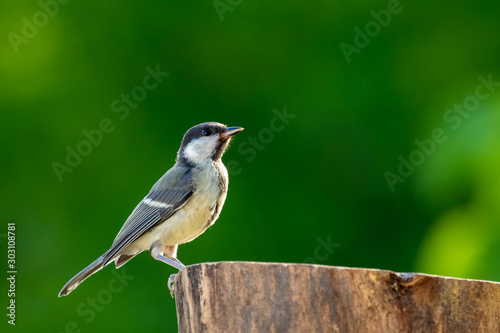 Obraz na płótnie Great tit w salonie