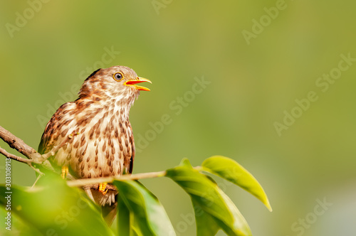 Common hawk cuckoo juvenile making a call © syedfabbas