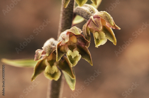 Epipactis microphylla the small leaved helleborine small mountain orchid with pretty brown flowers photo