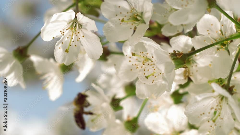 Close-up of a bee collecting pollen from blooming cherry flowers on a bright sunny day Close-up of a bee collecting pollen from blooming cherry flowers on a bright sunny day