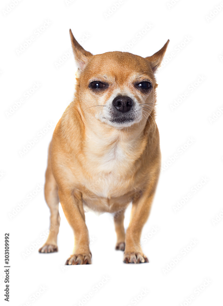 chihuahua breed dog looks up on an isolated white background chihuahua breed dog looks up on an isolated white background