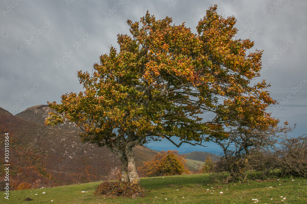 Isolated beech tree on Canfaito natural reserve in the autumn day Isolated beech tree on Canfaito natural reserve in the autumn day