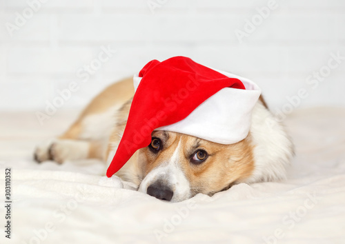 festive portrait of cute beautiful redhead puppy dog Corgi in Christmas red cap lying on white fluffy plaid and looking sad © nataba