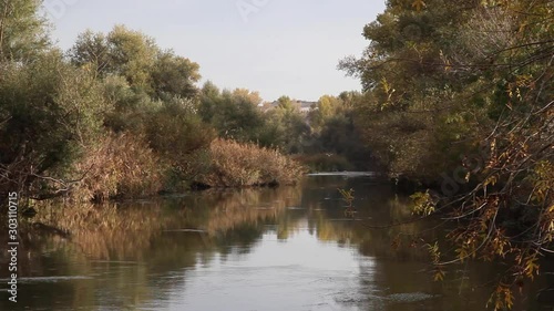 garzas blancas en el río Ebro. Sartaguda photo