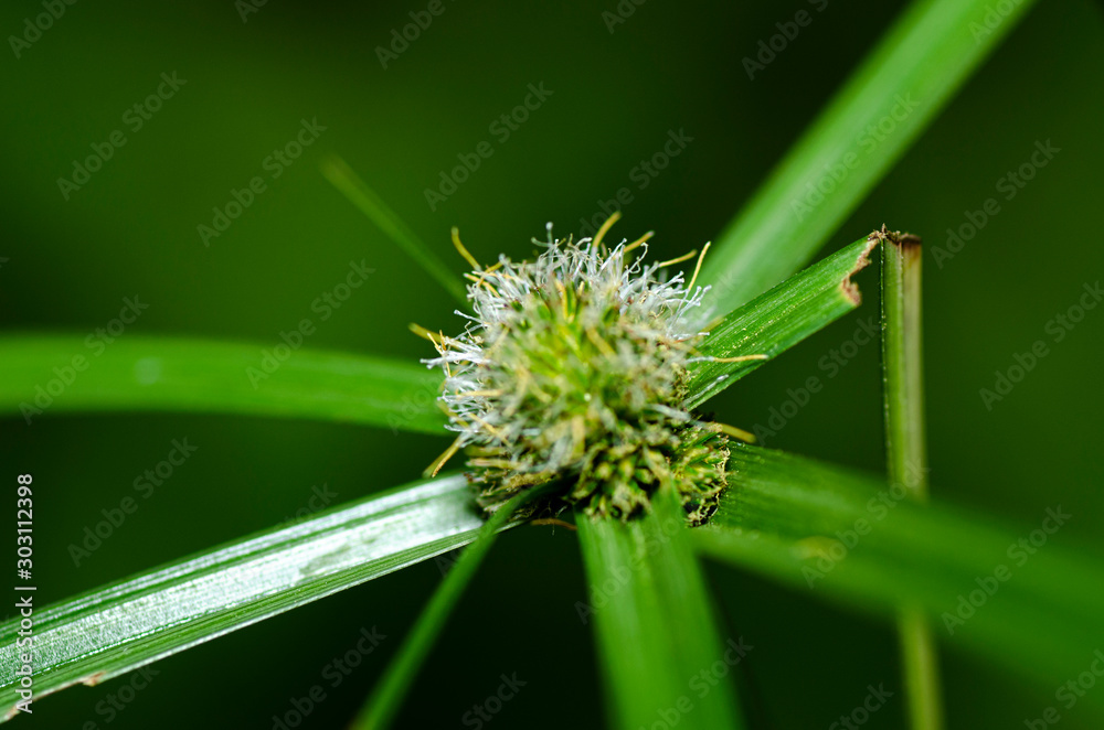 Fototapeta premium abstract image, closeup shot green wild grass or flower over shallow depth of field background