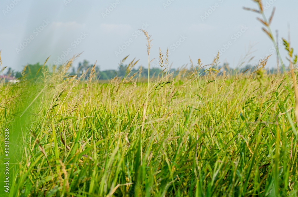 closeup shot green wild grass grew under bright sunny day and shallow depth of field background