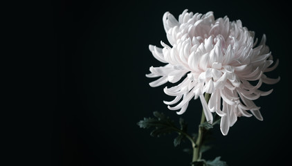 Beautiful white chrysanthemum flower on black background with copy space.