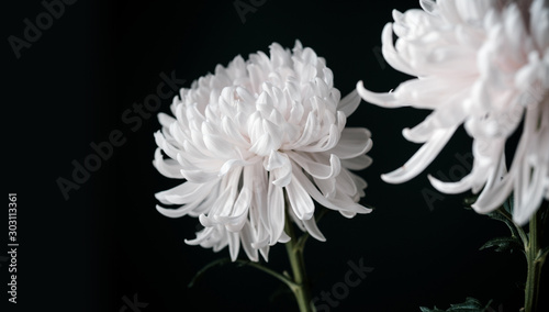 Beautiful white chrysanthemum flowers on black background. photo